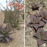 Aloe saponaria ©JLcoll.356.jpg